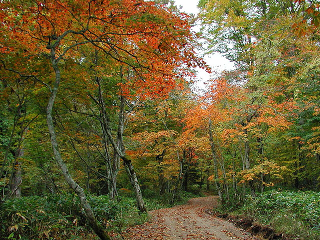 紅葉