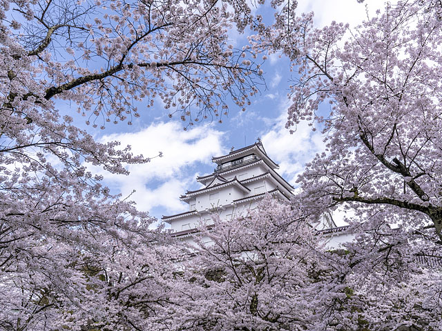 鶴ヶ城の桜