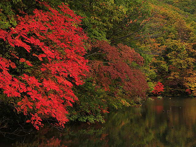 紅葉の裏磐梯