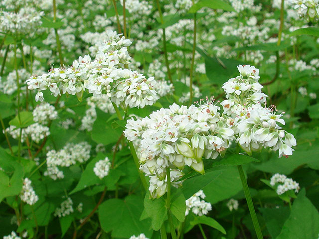 そばの花