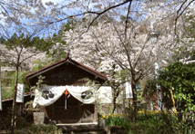 お薬師さまと桜