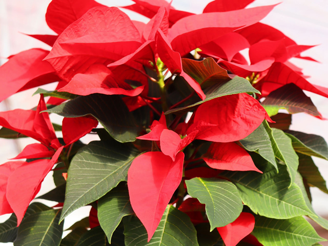 ポインセチア