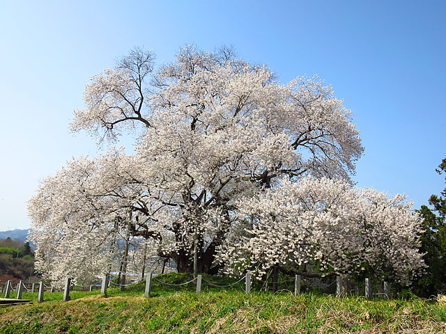 戸津辺の桜